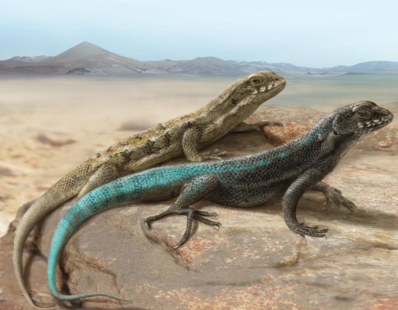 Una nueva especie de Liolaemus del grupo de L. nigromaculatus (Iguania: Liolaemidae) para la Región de Atacama, Chile